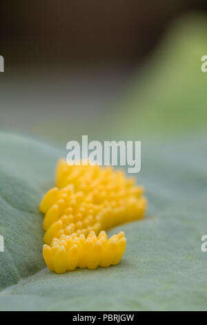 Oeufs de papillon sur une feuille purple sprouting Banque D'Images