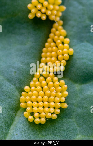 Oeufs de papillon sur une feuille purple sprouting Banque D'Images