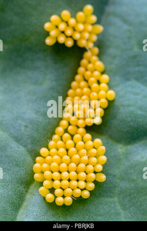 Oeufs de papillon sur une feuille purple sprouting Banque D'Images