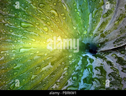 Close up d'un Hosta plante après une pluie. Recueillir des gouttes d'eau sur la feuille de la création d'un beau fonds de couleur Banque D'Images