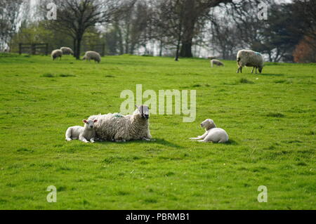 Sheep lying on grass au Yorkshire Sculpture Park Banque D'Images