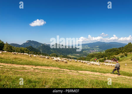 SZCZAWNICA, Pologne - 9 août 2016 : Berger avec moutons au pâturage dans les montagnes de Pieniny. La Pologne. Banque D'Images