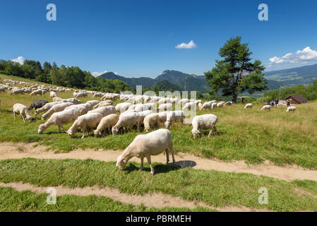 SZCZAWNICA, Pologne - 9 août 2016 : moutons au pâturage dans les montagnes de Pieniny. La Pologne. Banque D'Images