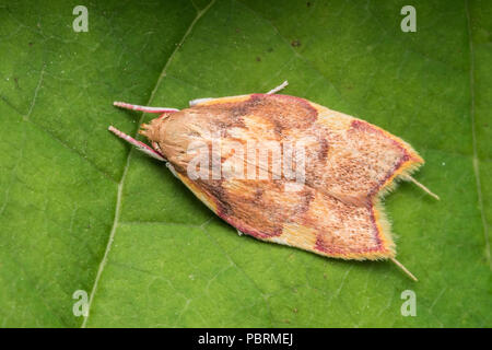 Micromoth Carcina quercana reposant sur des feuilles de platane. Tipperary, Irlande Banque D'Images