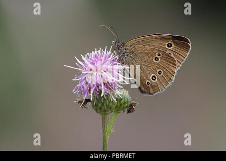 (Un papillon Aphantopus hyperantus) se nourrissant de thistle. Tipperary, Irlande Banque D'Images