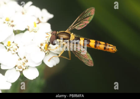 Sphaerophoria scripta Hoverfly homme se nourrissant de fleur. Tipperary, Irlande Banque D'Images