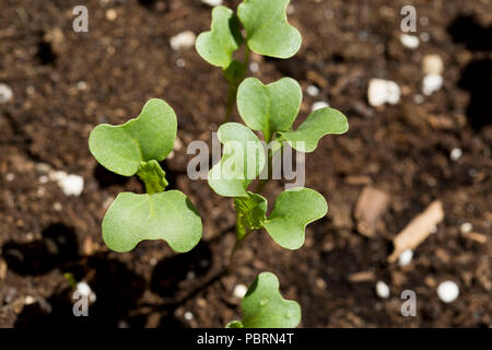 Close up de plantes entouré par la saleté Banque D'Images