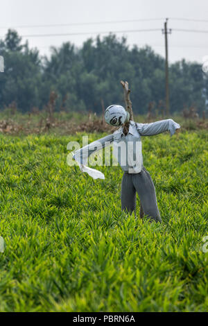 Belathur, Karnataka, Inde - 1 novembre, 2013 : le bleu est en épouvantail fragile gingembre vert intense champ. U fond forêt vert foncé Banque D'Images