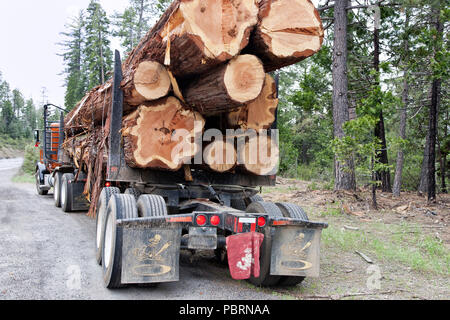 Grumier transportant des grumes de CEDRE Encens récoltés Calocedrus decurrens 'pour' aaw moulin, chemin rural, Sierra Foothills, comté d'Amador. Banque D'Images