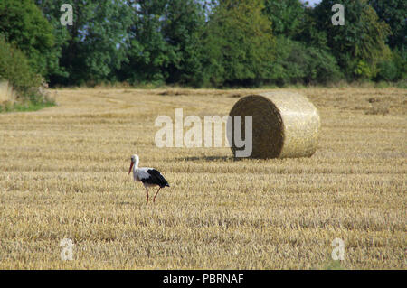 Stork à pied sur champ fauché. Des oiseaux sauvages et de la récolte à la ferme. Scène rurale européenne. Banque D'Images