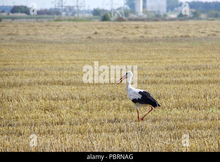 Stork à pied sur champ fauché. Des oiseaux sauvages et de la récolte à la ferme. Scène rurale européenne. Banque D'Images