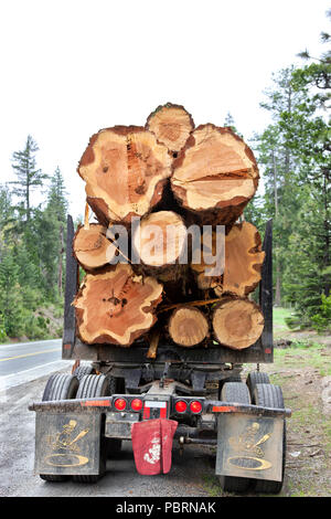 Grumier transportant des grumes de CEDRE Encens récoltés Calocedrus decurrens 'pour' aaw moulin, chemin rural, Sierra Foothills, comté d'Amador. Banque D'Images