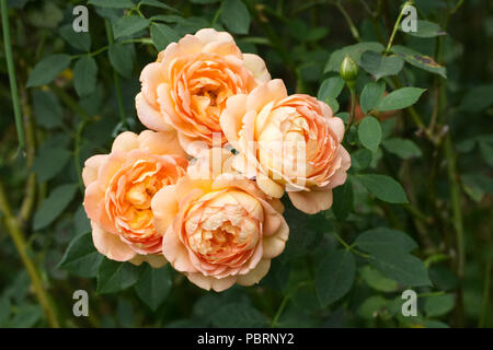 Rosa 'Lady of Shalott' Ausnyson. Banque D'Images