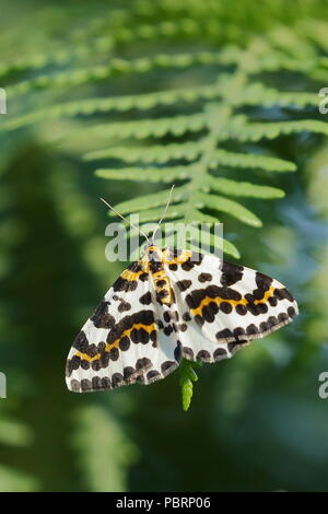 La Magpie, Abraxas grossulariata est un lépidoptère de la famille des Geometridae ; Cornwall. UK. Banque D'Images