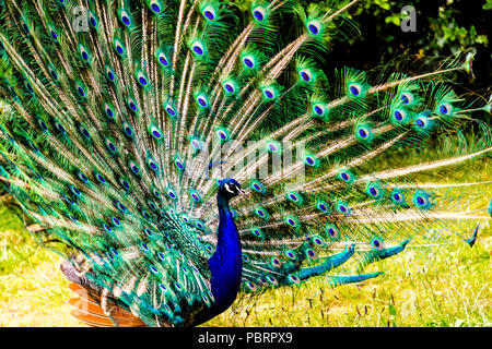 Peacock dans un parc à Paris, France Banque D'Images