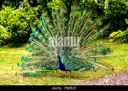 Peacock dans un parc à Paris, France Banque D'Images