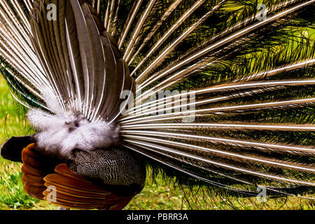 Peacock par derrière avec son plumage comme il fans sa queue dans un parc à Paris, France Banque D'Images