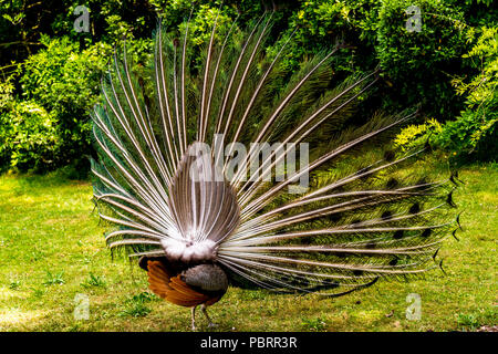 Peacock par derrière avec son plumage comme il fans sa queue dans un parc à Paris, France Banque D'Images