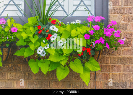 Des fleurs colorées et de grandes feuilles vertes Banque D'Images