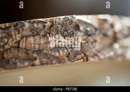 Close up of wood Banque D'Images