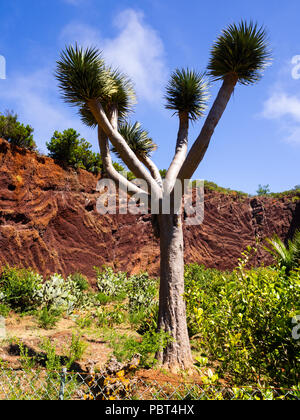 Vue d'un jardin botanique et un célèbre arbre millénaire Drago à Icod de los VInos, Tenerife, Îles Canaries Banque D'Images