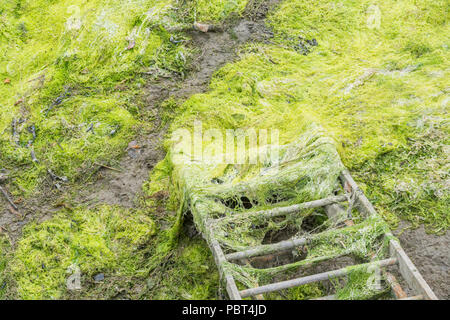 Échelle en métal menant aux algues parsemé de boue d'un estuaire tidal river. À marée basse. Banque D'Images