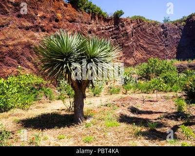 Vue d'un jardin botanique et un célèbre arbre millénaire Drago à Icod de los VInos, Tenerife, Îles Canaries Banque D'Images