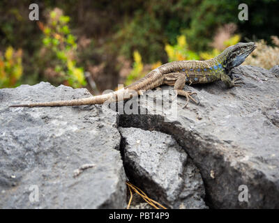 Tenerife Canaries Ouest ou lézard Gallotia galloti (Lézard), Tenerife, Canaries, Espagne Banque D'Images