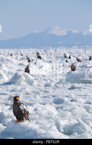 L'Asie, Japon, Hokkaido, Rausu, Péninsule de Shiretoko. Les aigles de mer de Steller avec montagnes pittoresques dans la distance, wild Haliaeetus pelagicus. Banque D'Images