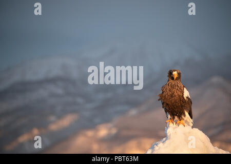 L'Asie, Japon, Hokkaido, Rausu, Péninsule de Shiretoko. Les aigles de mer de Steller Haliaeetus pelagicus sauvages. Banque D'Images