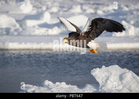 L'Asie, Japon, Hokkaido, Rausu, Péninsule de Shiretoko. L'aigle de mer de Steller en vol au dessus de l'habitat sauvage, congelé Haliaeetus pelagicus. Banque D'Images