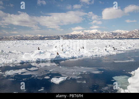 L'Asie, Japon, Hokkaido, Rausu, Péninsule de Shiretoko. Les aigles de mer de Steller Banque D'Images