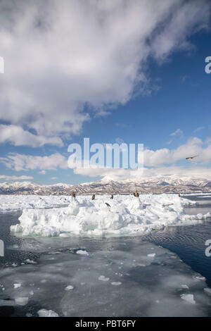 L'Asie, Japon, Hokkaido, Rausu, Péninsule de Shiretoko. Les aigles de mer de Steller Banque D'Images