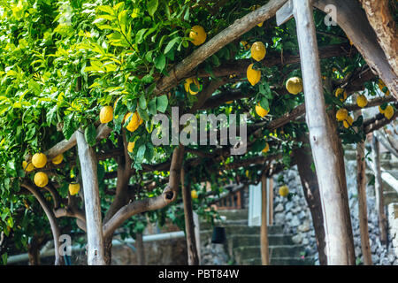 Lemon Tree dans Amalfi Banque D'Images