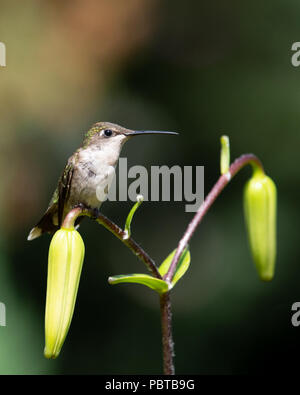 Une femelle colibri à gorge rubis (Archilochus colubris,, perché sur la tige d'une tiger lily dans un jardin de spéculateur, NY USA Banque D'Images