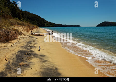 Une baie de sable au parc national Abel Tasman, Nouvelle-Zélande Banque D'Images
