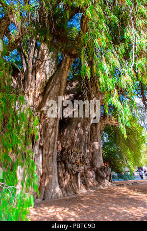 L'arbre de tule (El Arbol de Tule), cyprès de Montezuma ou ahuehuete en nahuatl. UNESCO World Heritage Banque D'Images