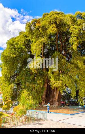 L'arbre de tule (El Arbol de Tule), cyprès de Montezuma ou ahuehuete en nahuatl. UNESCO World Heritage Banque D'Images