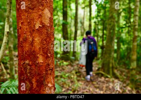 Une femme marche au-delà de l'écorce de l'arbre rouge Satin Paperbark-ash Syzygium papyraceum, Kauri Creek à pied, Far North Queensland, Australie Banque D'Images