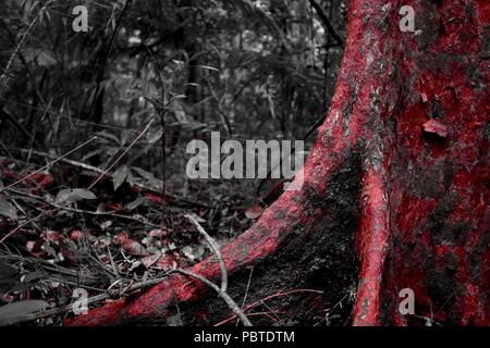 L'écorce de l'arbre rouge Satin Paperbark ash Syzygium papyraceum, filtre rouge photo en utilisant un appareil photo Fuji x100f, Kauri Creek à pied, Queensland, Australie Banque D'Images