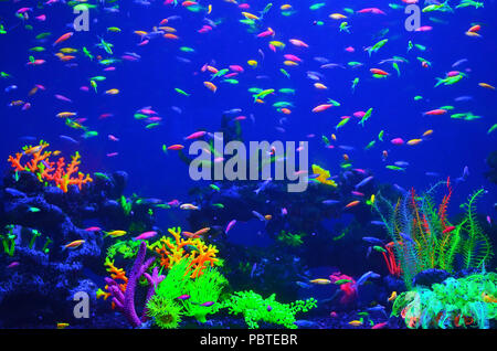 De nombreux petits poissons lumineux bleu pur dans la corticale de l'eau nager chaotique, coraux de différentes couleurs sur le fond Banque D'Images