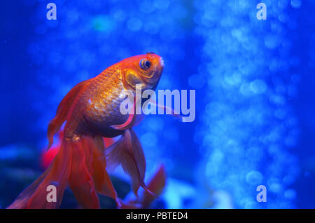 Un poisson rouge flotte à l'arrière-plan d'eau pure et des bulles Banque D'Images