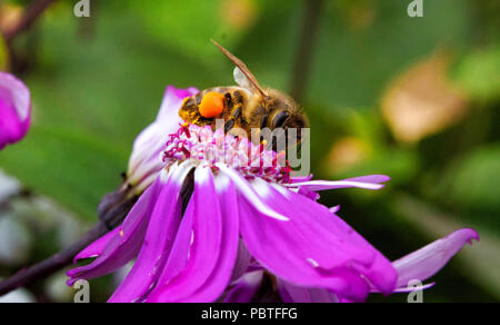 Nectar d'Abeille recouvert de pollen sur une fleur pourpre sur fond vert Banque D'Images