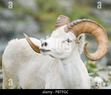 Le mouflon de Dall (Ovis dally) portrait Banque D'Images