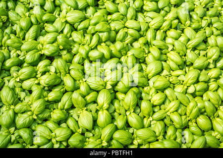 Les semis de basilic vert, aromatiques semis herp (Ocimum basilicum) Banque D'Images