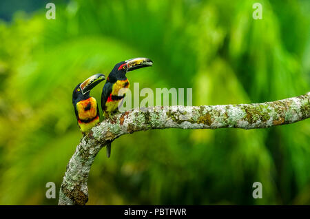 Groupe de tête aracari araçari à collier ou de flok (Pteroglossus torquatus) est un toucan vue ici comme famille Banque D'Images