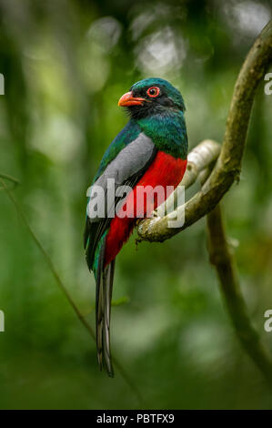 Trogon à queue vineuse (Trogon massena) comme on le voit le long du pipeline road dans le parc national de soberania au Panama Banque D'Images