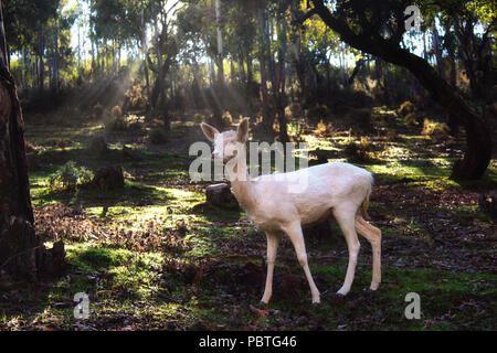 Le daim blanc debout dans une forêt avec la lumière du soleil perçant à travers les arbres Banque D'Images