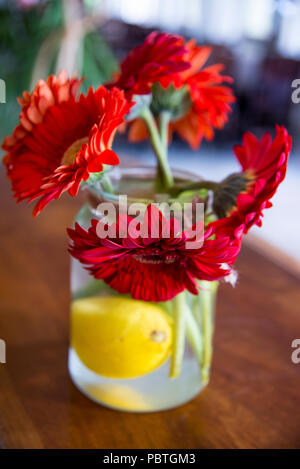Gros plan du Transvaal (Daisy) Gerbera bouquet de fleurs dans un vase Banque D'Images