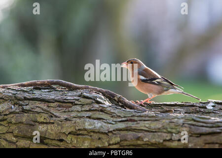 Chaffinch Fringilla coelebs mâle [ ] on log Banque D'Images